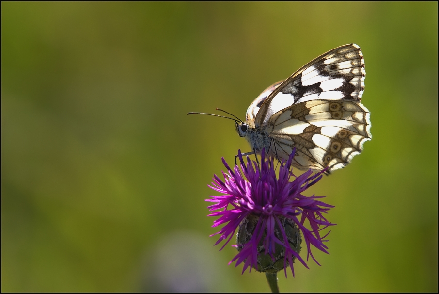 Okáč bojínkový ( Melanargia galathea )