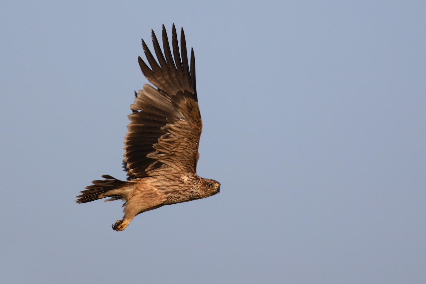 Orel královský  ( Aguila heliaca )