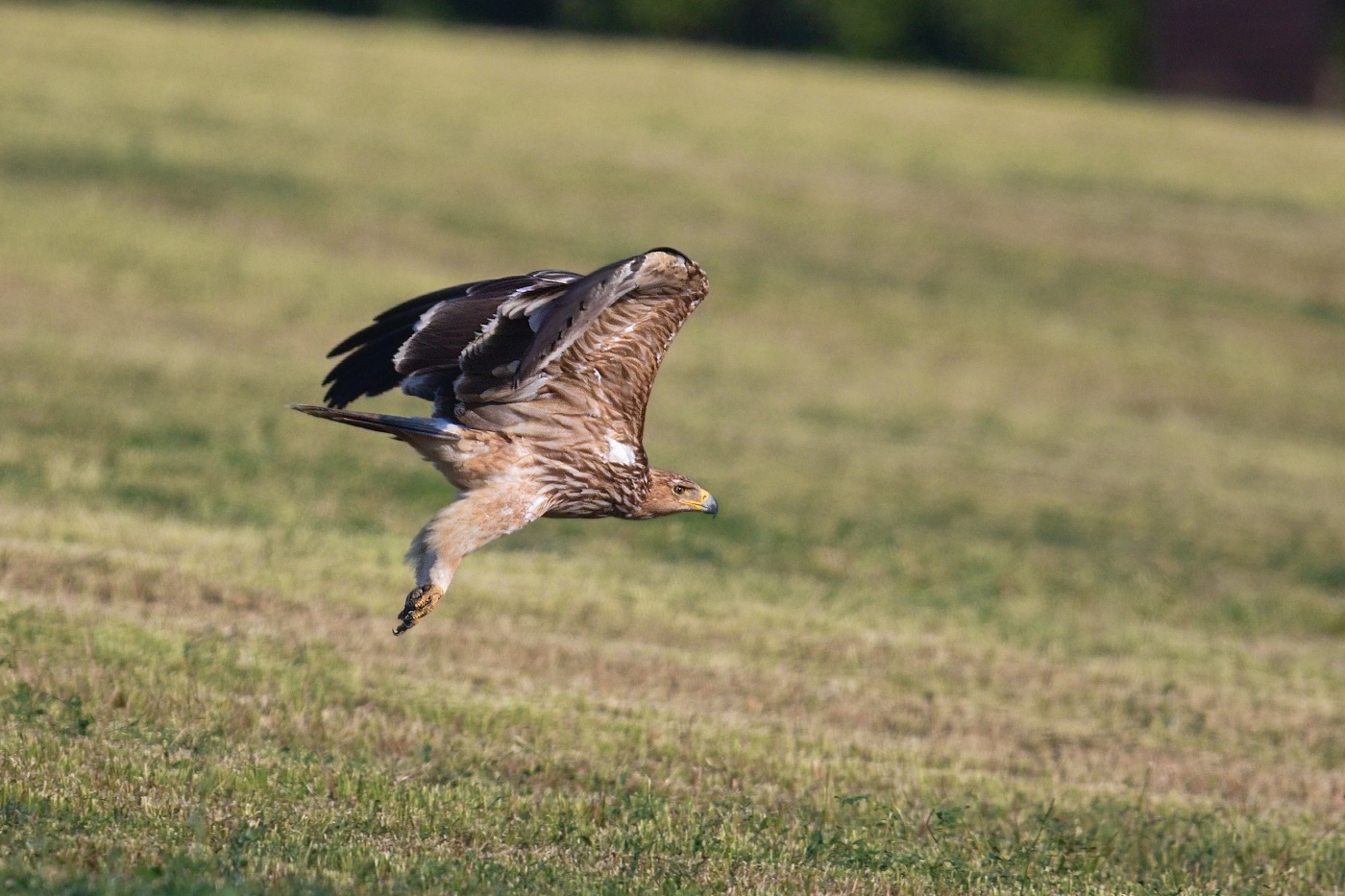 Orel královský  ( Aguila heliaca )