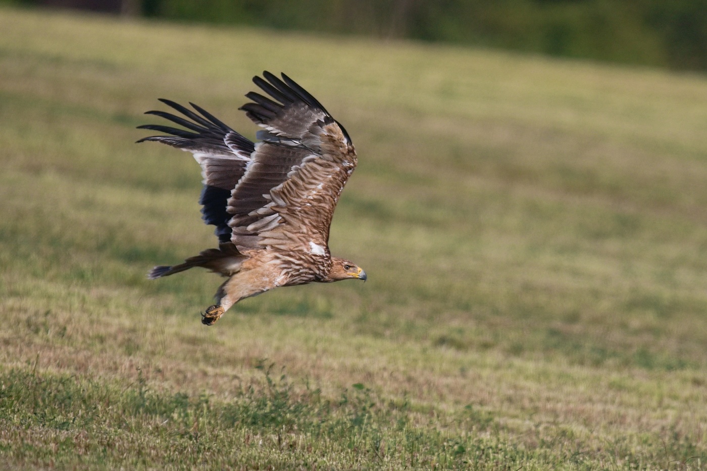 Orel královský  ( Aguila heliaca )