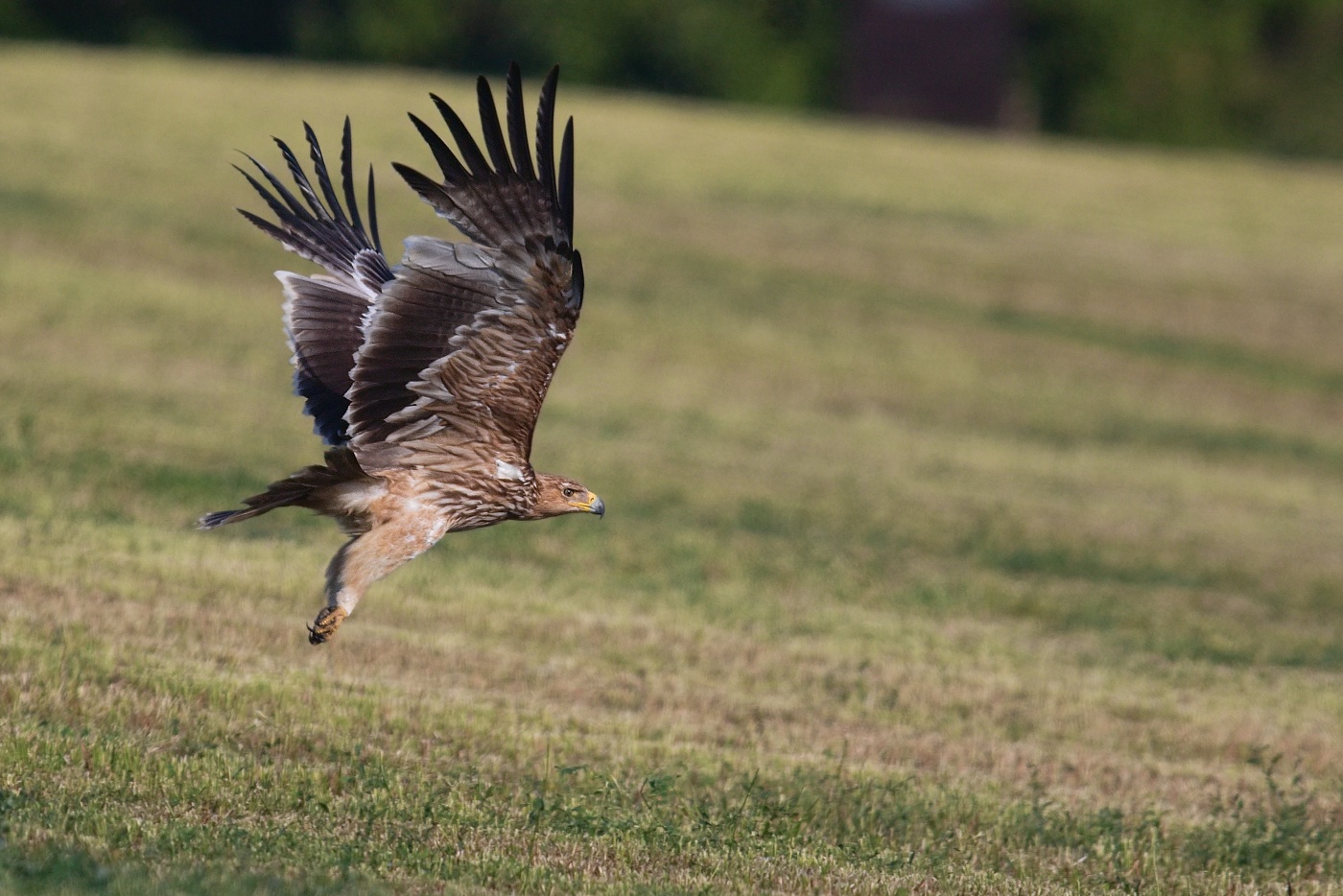 Orel královský  ( Aguila heliaca )