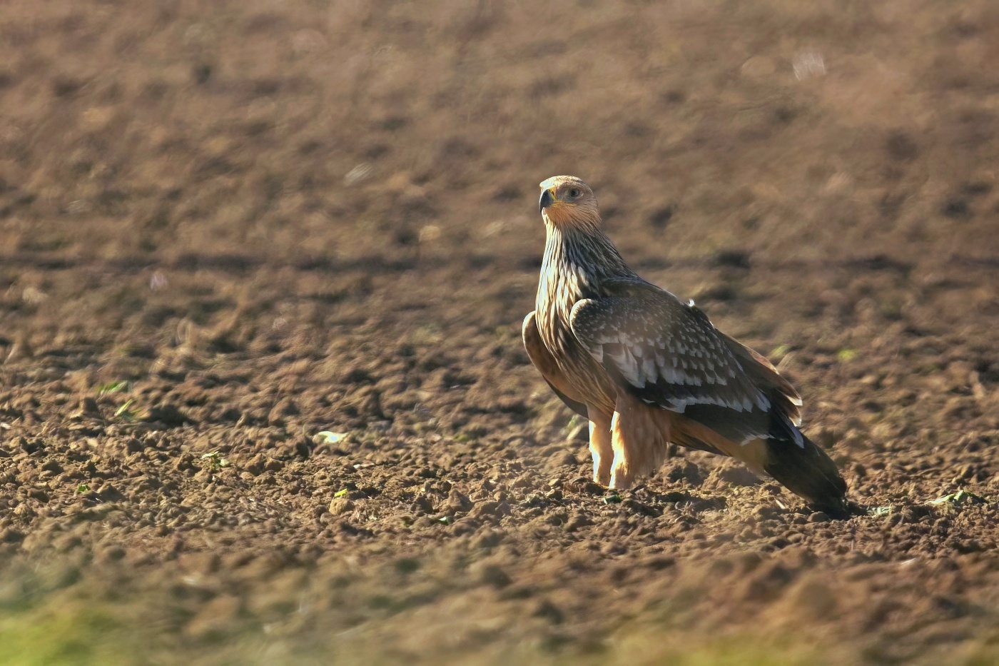 Orel královský  ( Aguila heliaca )