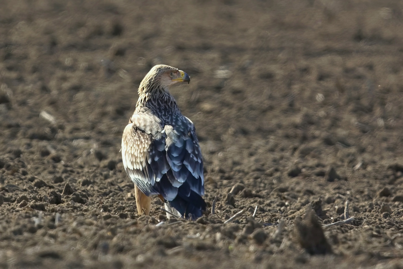 Orel královský  ( Aguila heliaca )