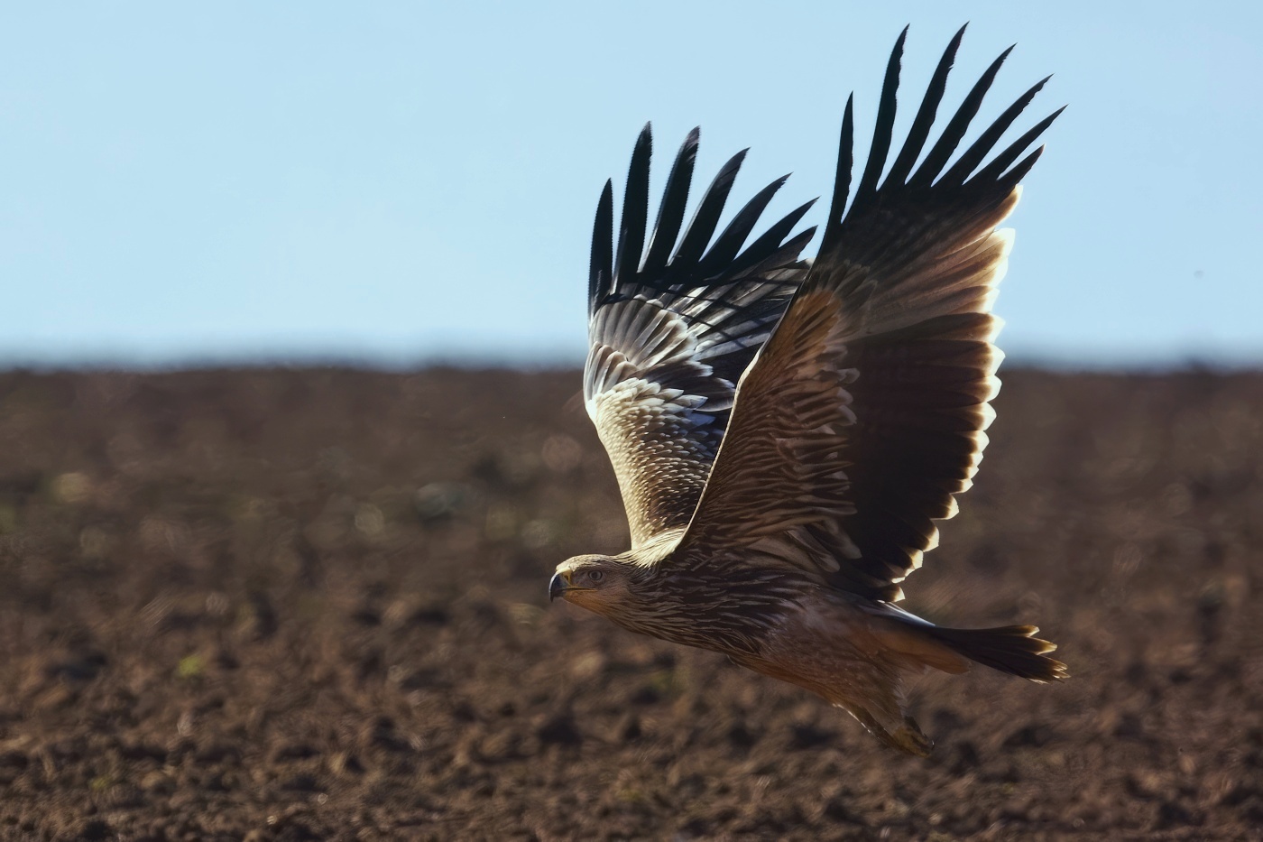 Orel královský  ( Aguila heliaca )