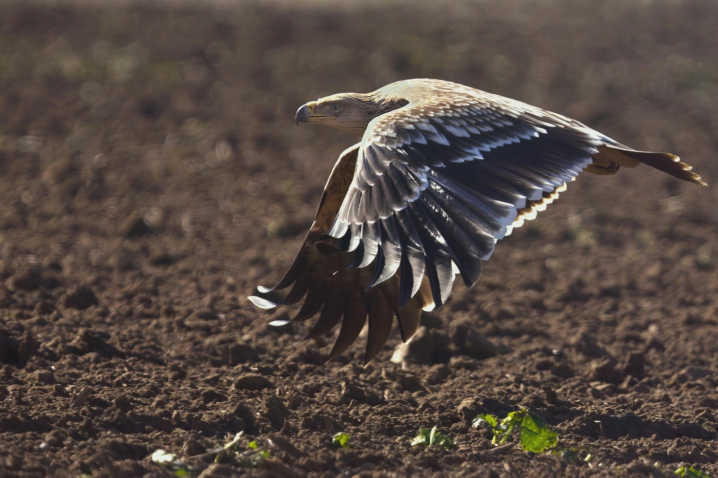 Orel královský  ( Aguila heliaca )