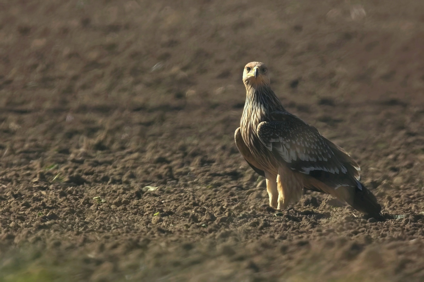 Orel královský  ( Aguila heliaca )