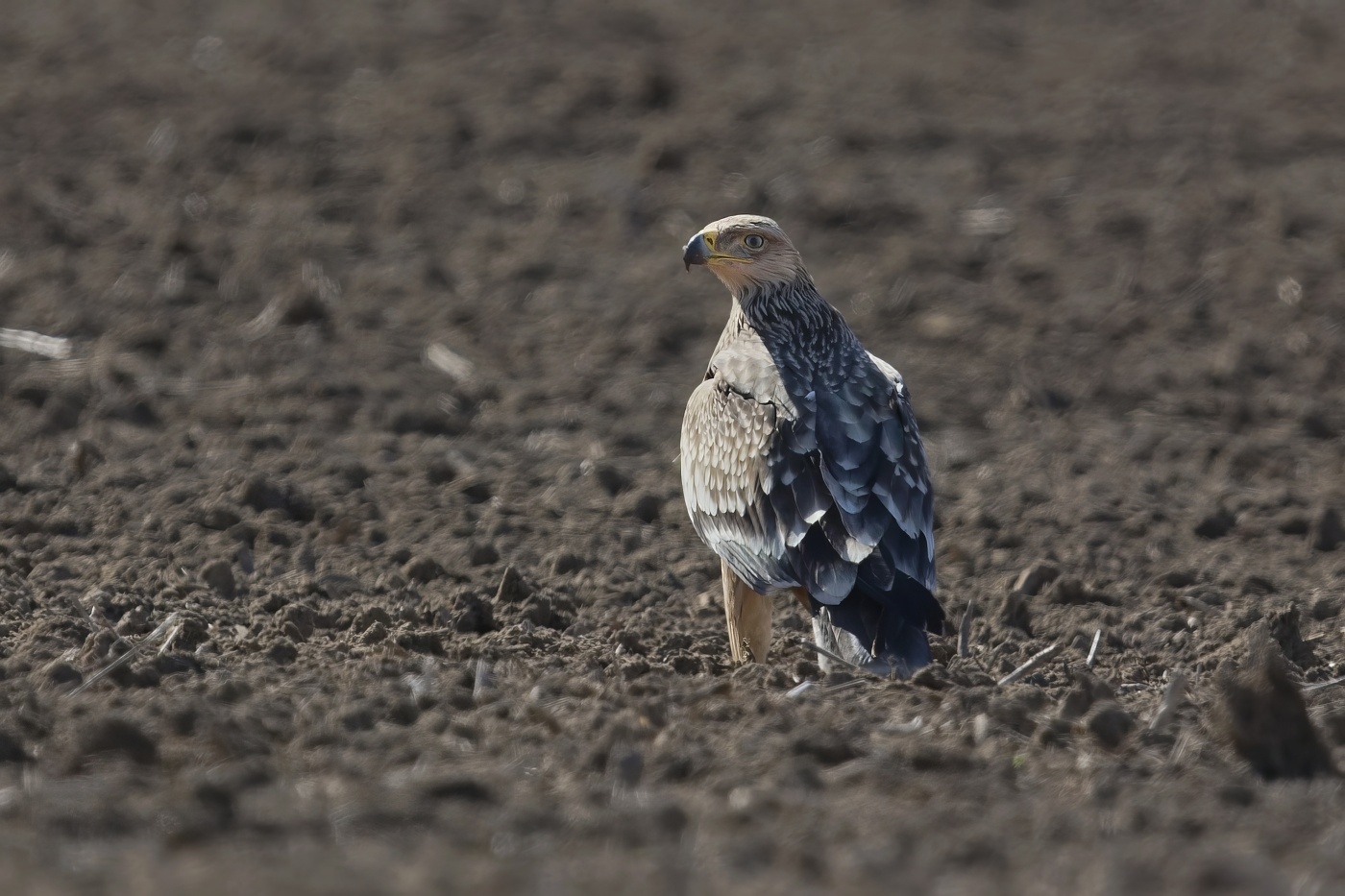 Orel královský  ( Aguila heliaca )