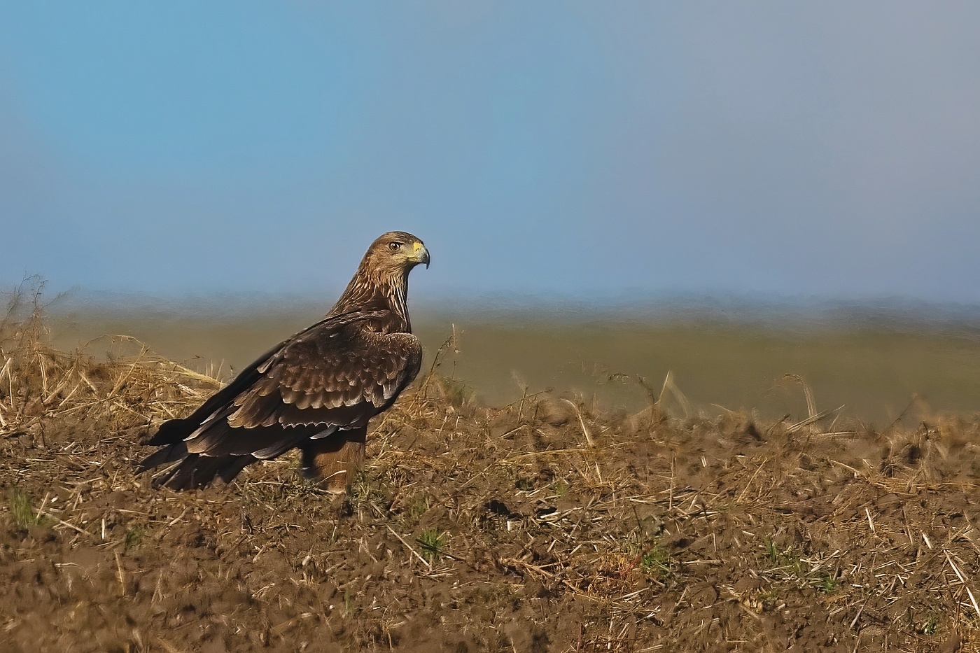 Orel královský  ( Aguila heliaca )