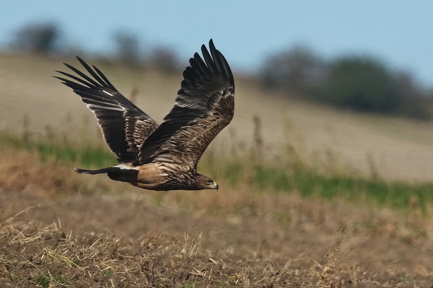 Orel královský  ( Aguila heliaca )