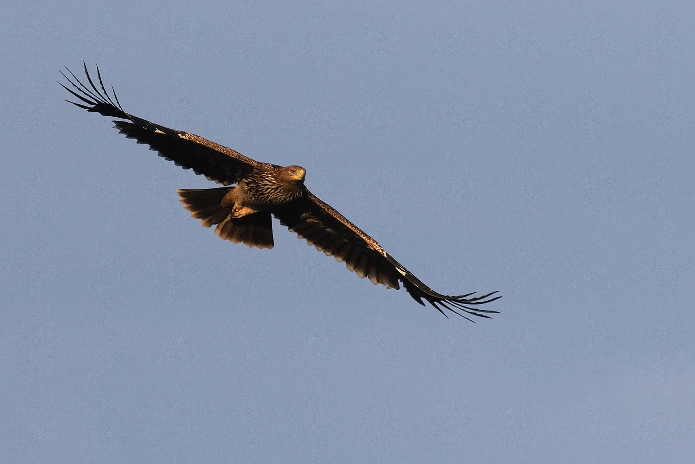 Orel královský  ( Aquila heliaca )