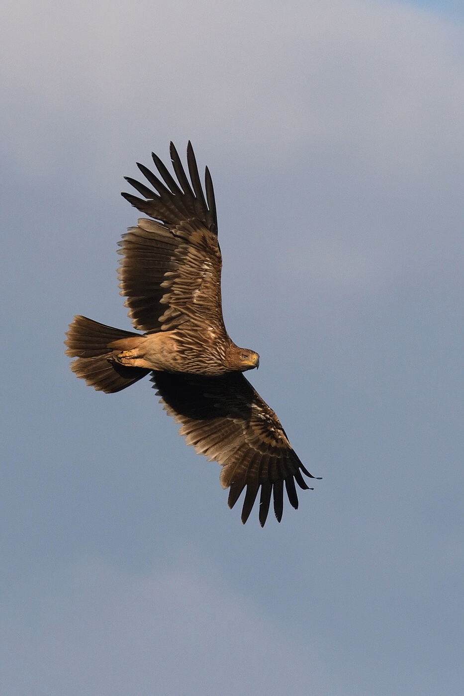 Orel královský  ( Aquila heliaca )