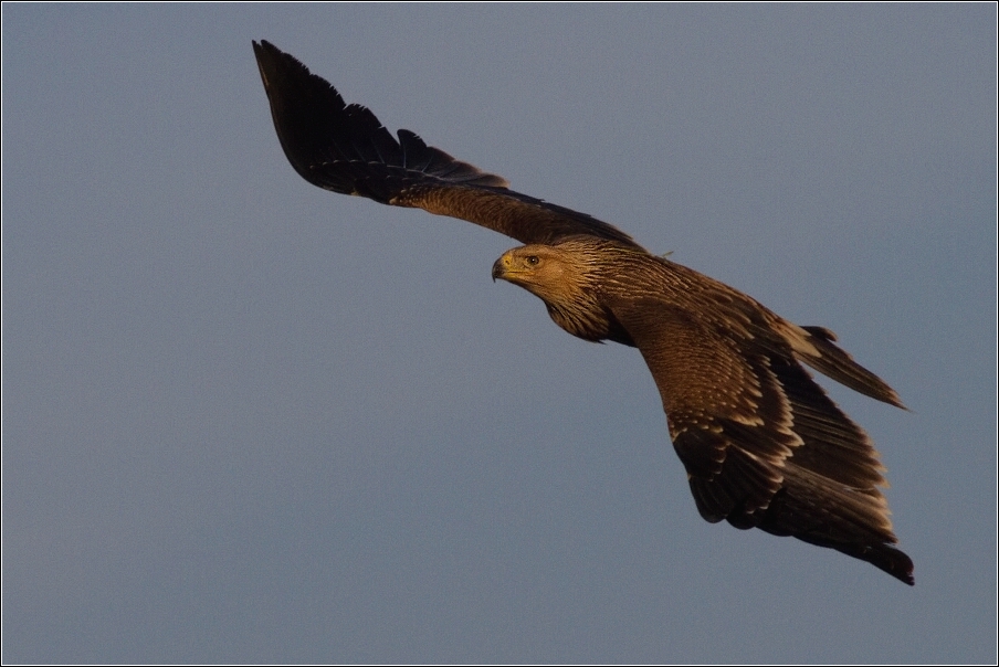 Orel královský  ( Aquila heliaca )