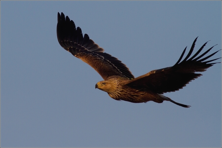 Orel královský  ( Aquila heliaca )