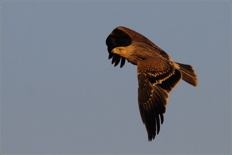 Orel královský  ( Aquila heliaca )