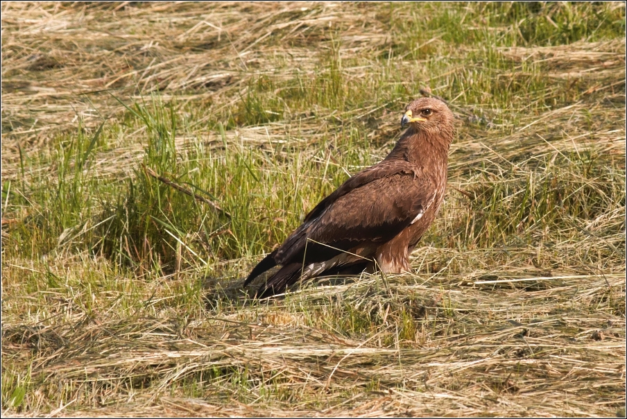 Orel křiklavý ( Aguila pomarina )