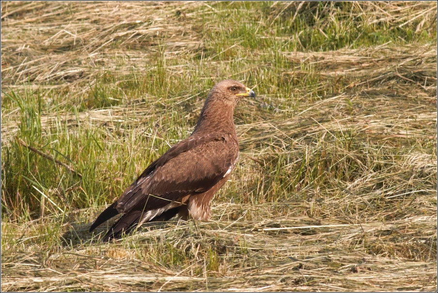 Orel křiklavý ( Aguila pomarina )