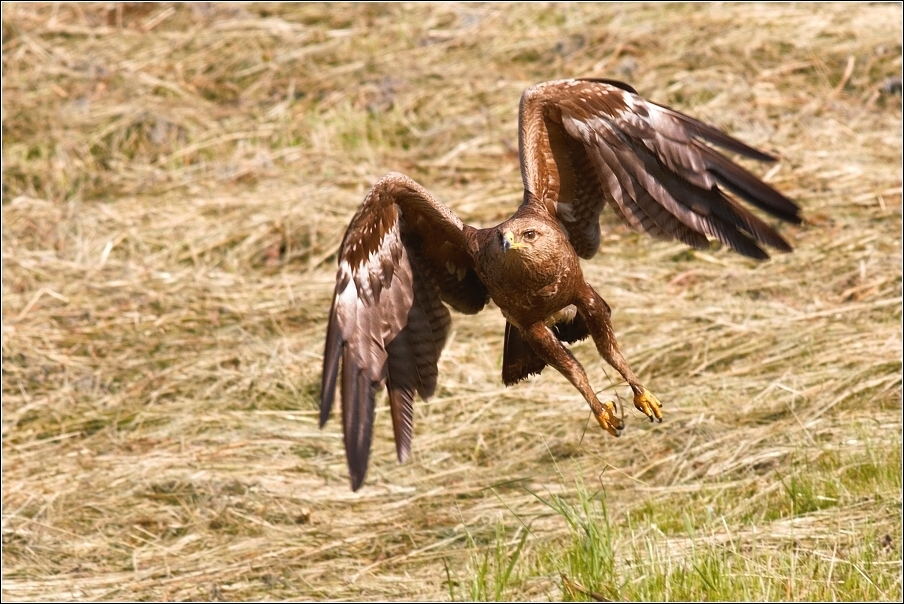 Orel křiklavý ( Aguila pomarina )