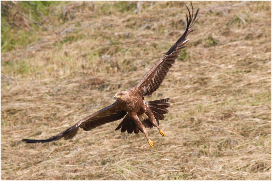 Orel křiklavý ( Aguila pomarina )