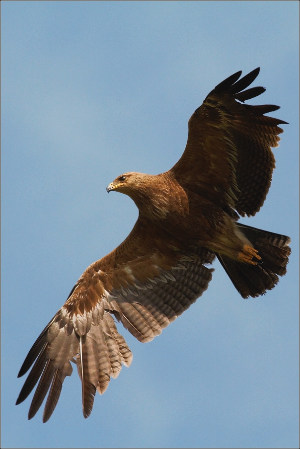 Orel křiklavý ( Aguila pomarina )