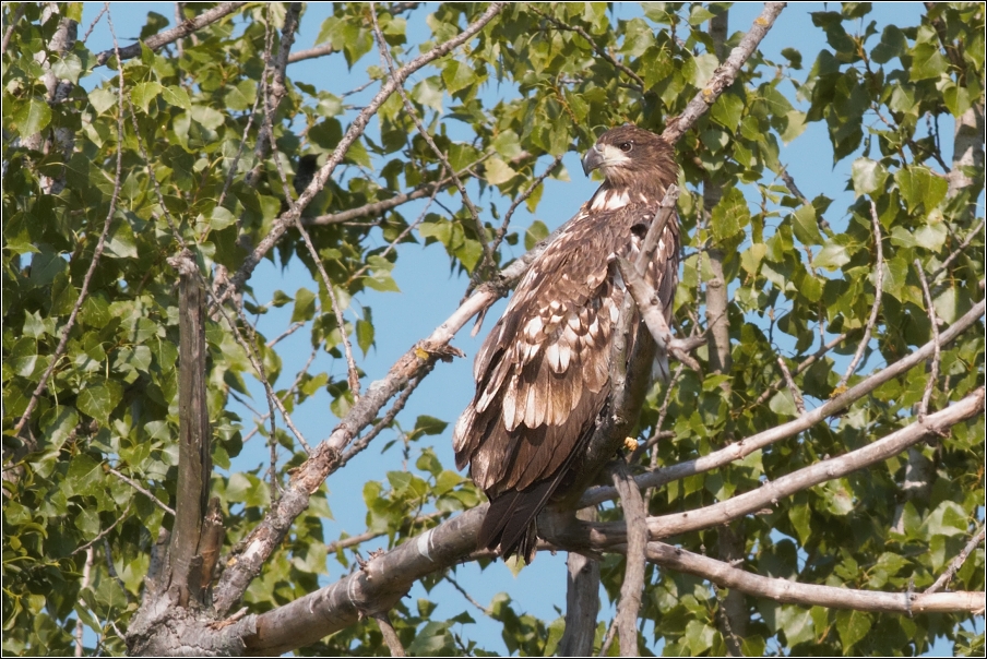 Orel mořský ( Haliaeetus albicilla )