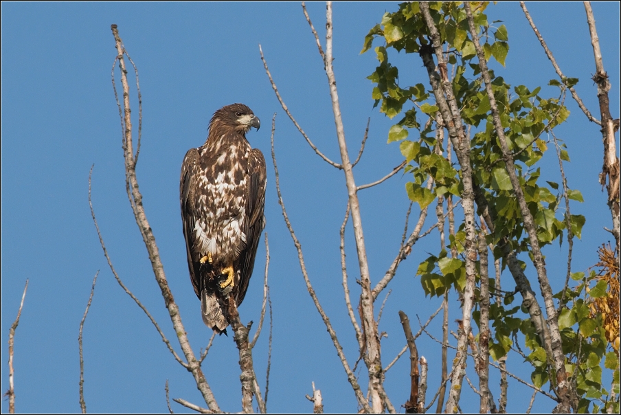 Orel mořský ( Haliaeetus albicilla )