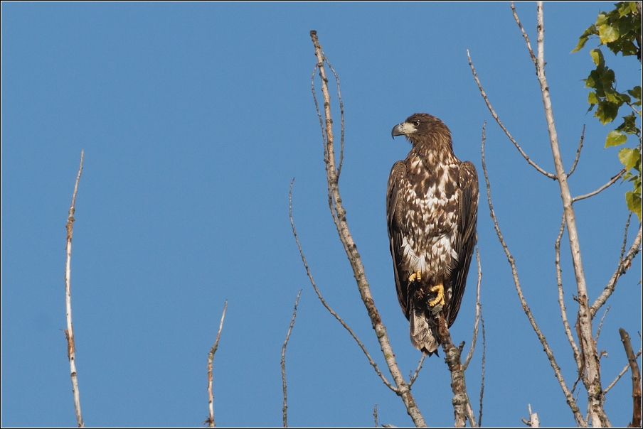 Orel mořský ( Haliaeetus albicilla )