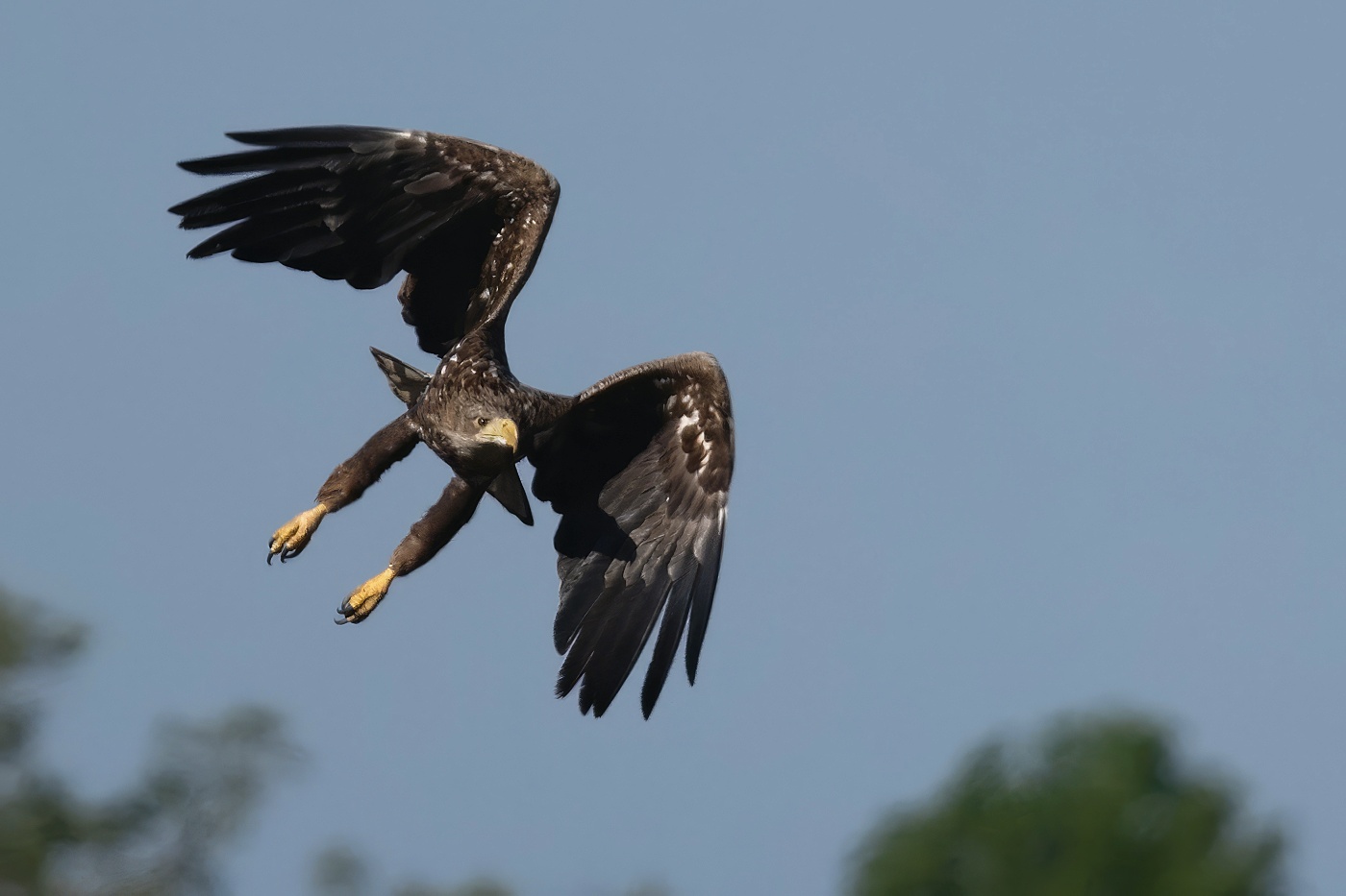 Orel mořský  ( Halliaeetus albicila )