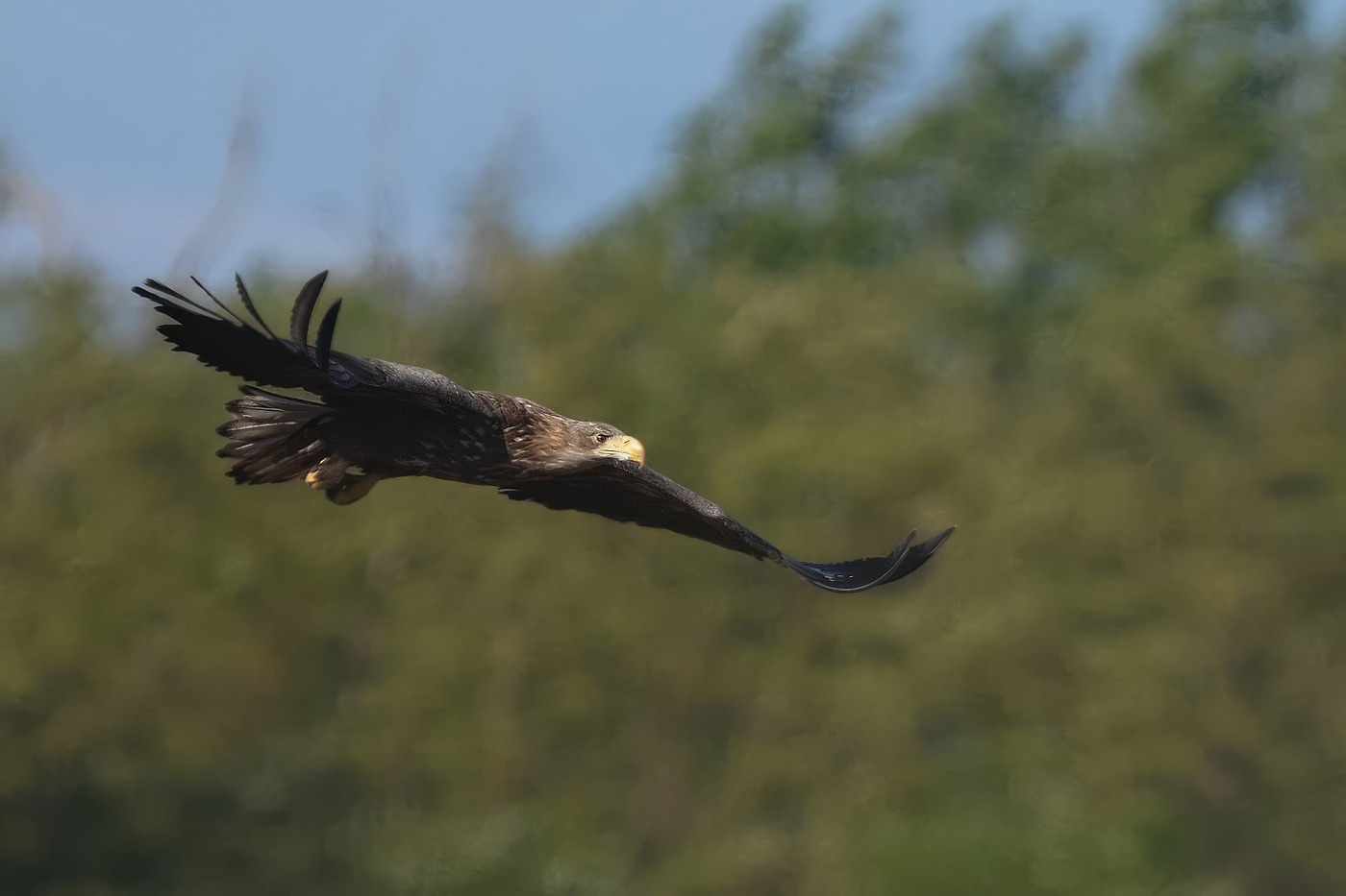 Orel mořský  ( Halliaeetus albicila )