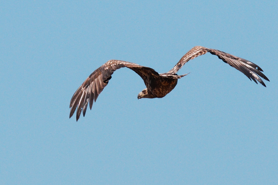 Orel mořský  ( Heliaeetus albicilla )