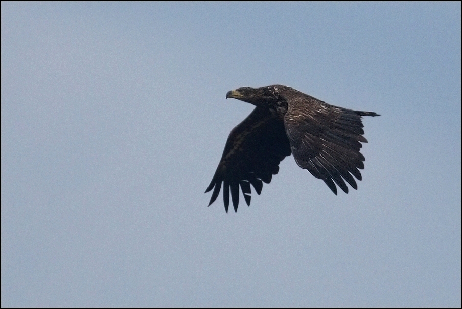 Orel mořský  ( Heliaeetus albicilla )