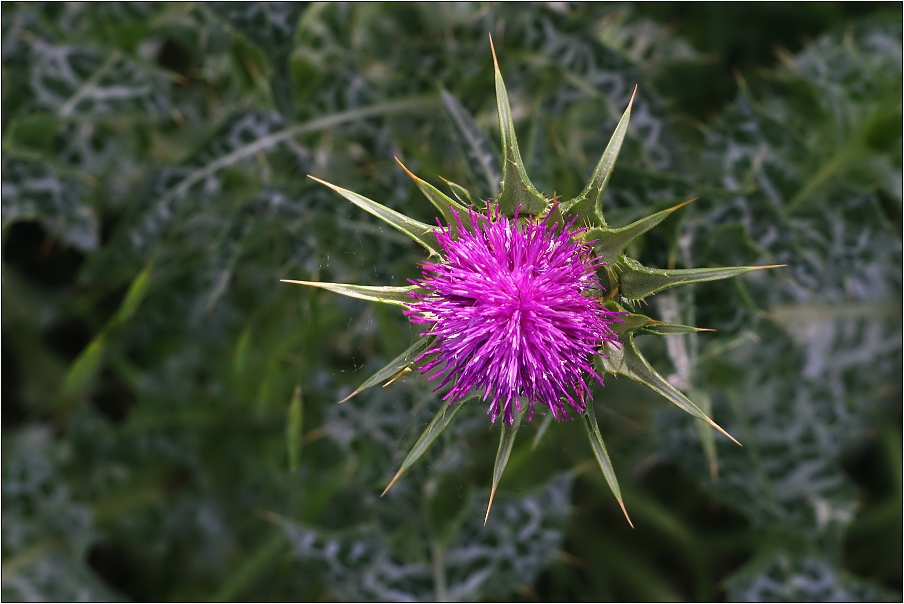 Ostropestřec mariánský ( Silybum marianum )