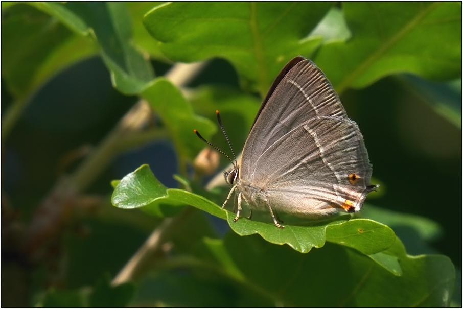 Ostruháček dubový ( Teratozephyrus guercus )