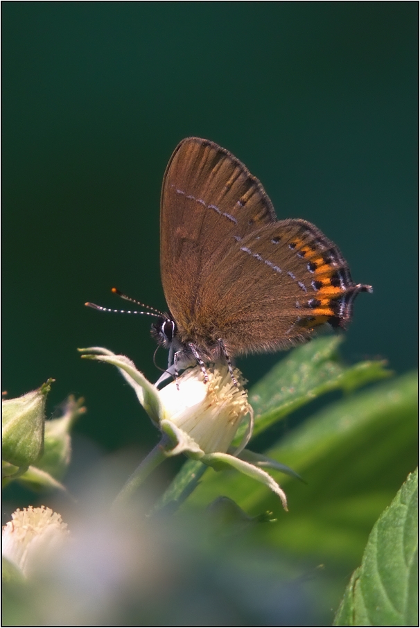 Ostruháček švestkový  ( Satyrium pruni )