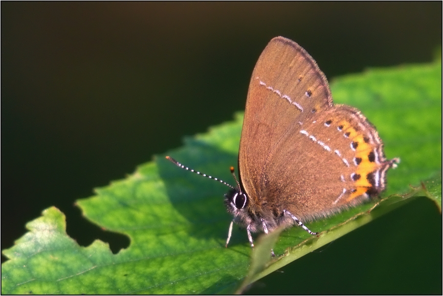 Ostruháček švestkový  ( Satyrium pruni )