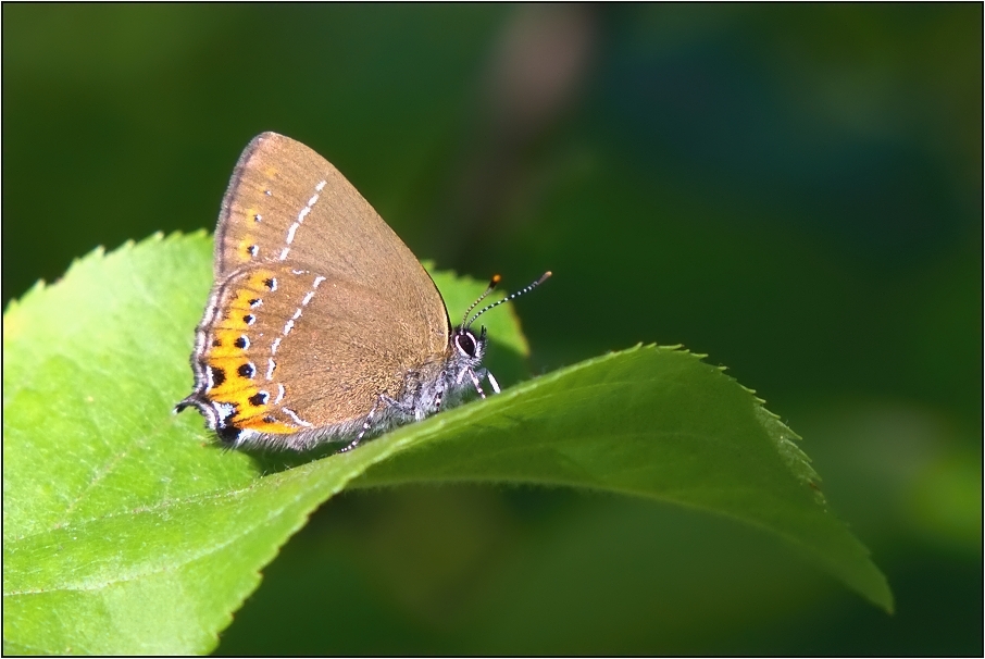 Ostruháček švestkový  ( Satyrium pruni )