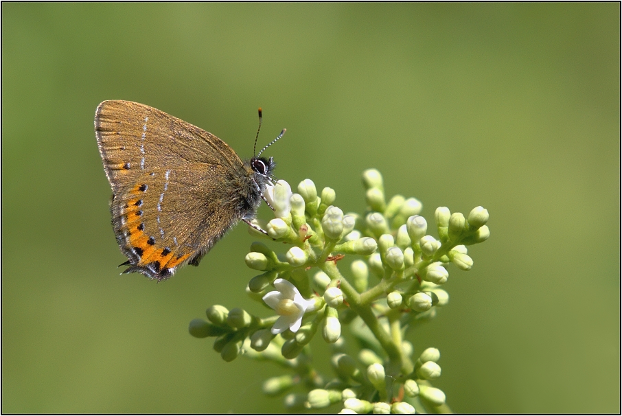 Ostruháček švestkový  ( Satyrium pruni )