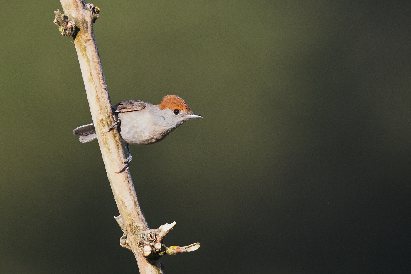 pěnice černohlavá  ( Sylvia atricapilla )