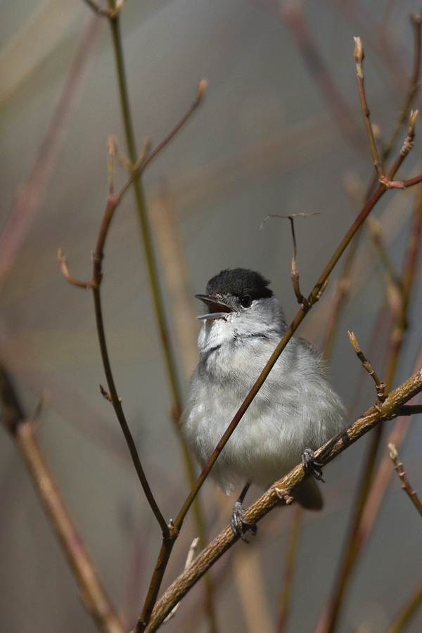 Pěnice černohlavá  ( Sylvia atricapilla )