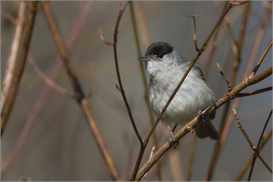 Pěnice černohlavá  ( Sylvia atricapilla )