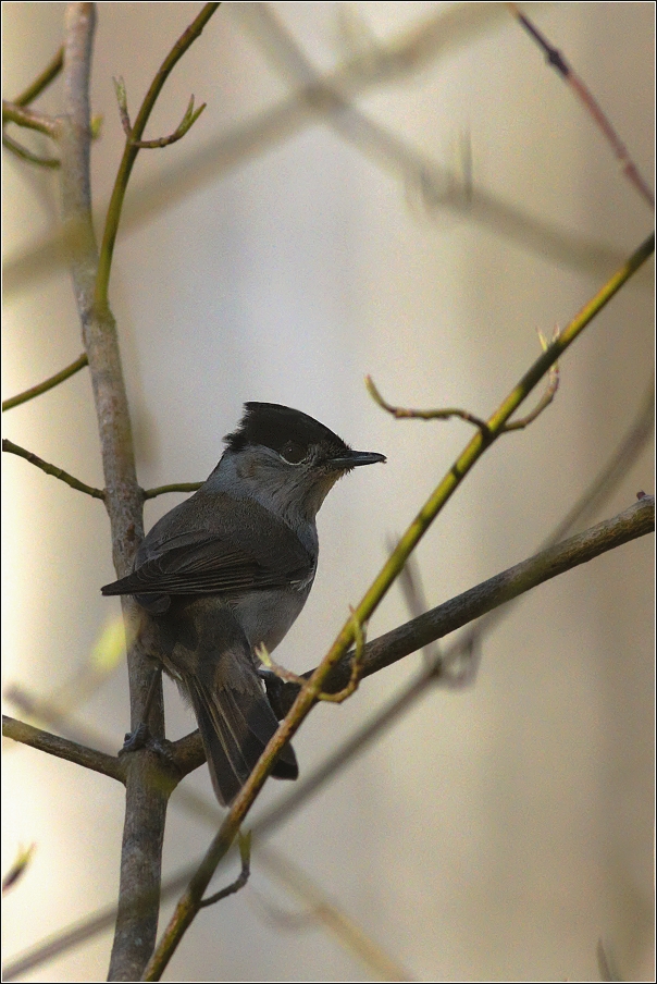 Pěnice černohlavá  ( Sylvia atricapilla )