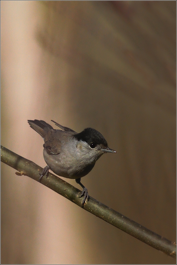 Pěnice černohlavá  ( Sylvia atricapilla )