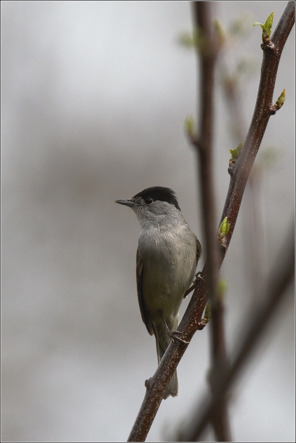 Pěnice černohlavá  ( Sylvia atricapilla )