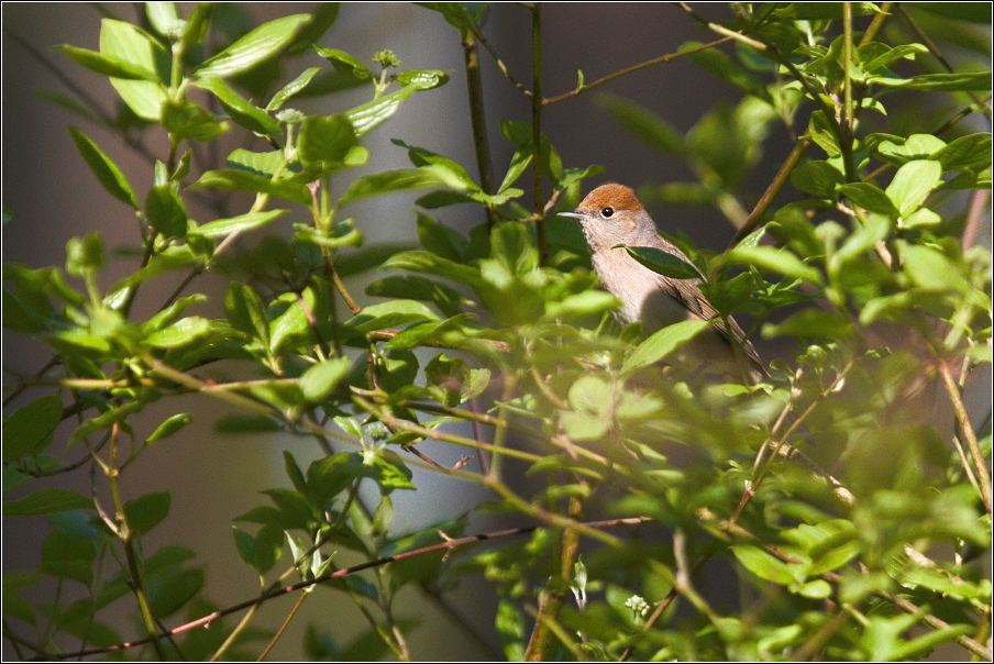 Pěnice černohlavá  ( Sylvia atricapilla )