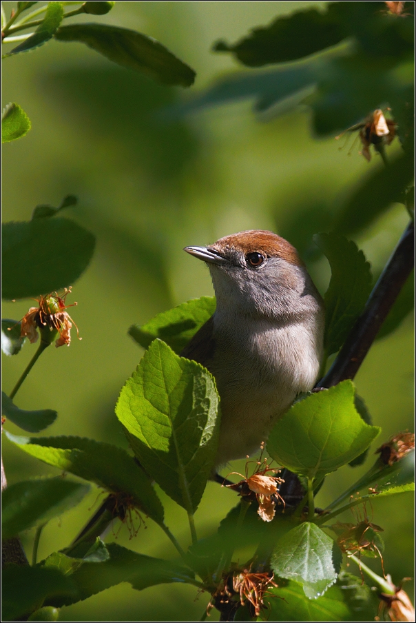 Pěnice černohlavá  ( Sylvia atricapilla )