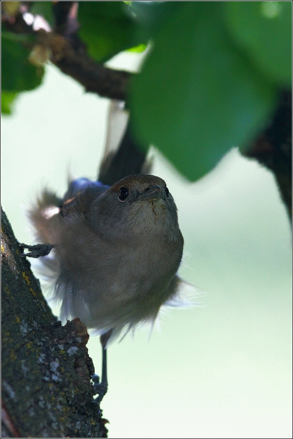 Pěnice černohlavá  ( Sylvia atricapilla )