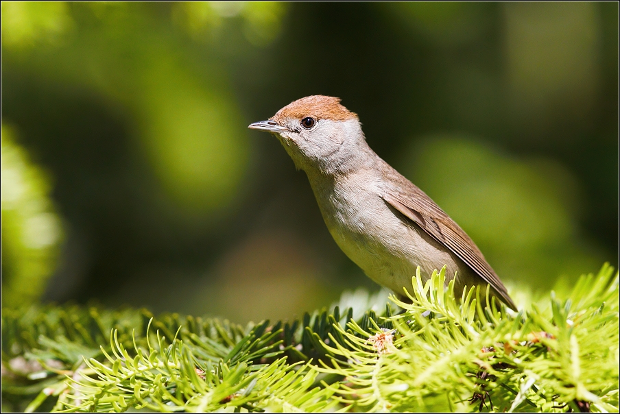 Pěnice černohlavá  ( Sylvia atricapilla )