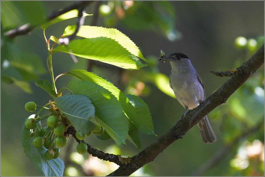 Pěnice černohlavá  ( Sylvia atricapilla )