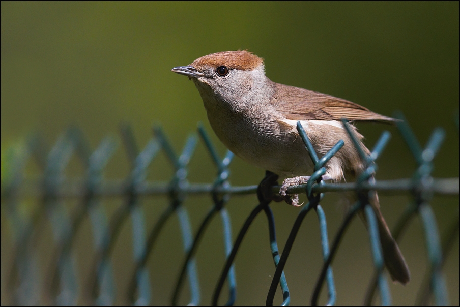 Pěnice černohlavá  ( Sylvia atricapilla )