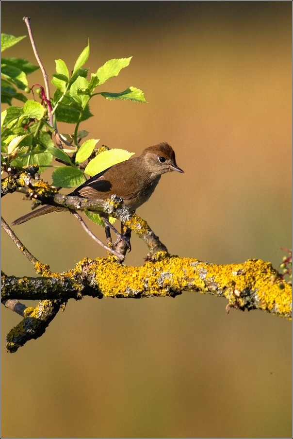 Pěnice černohlavá  ( Sylvia atricapilla )