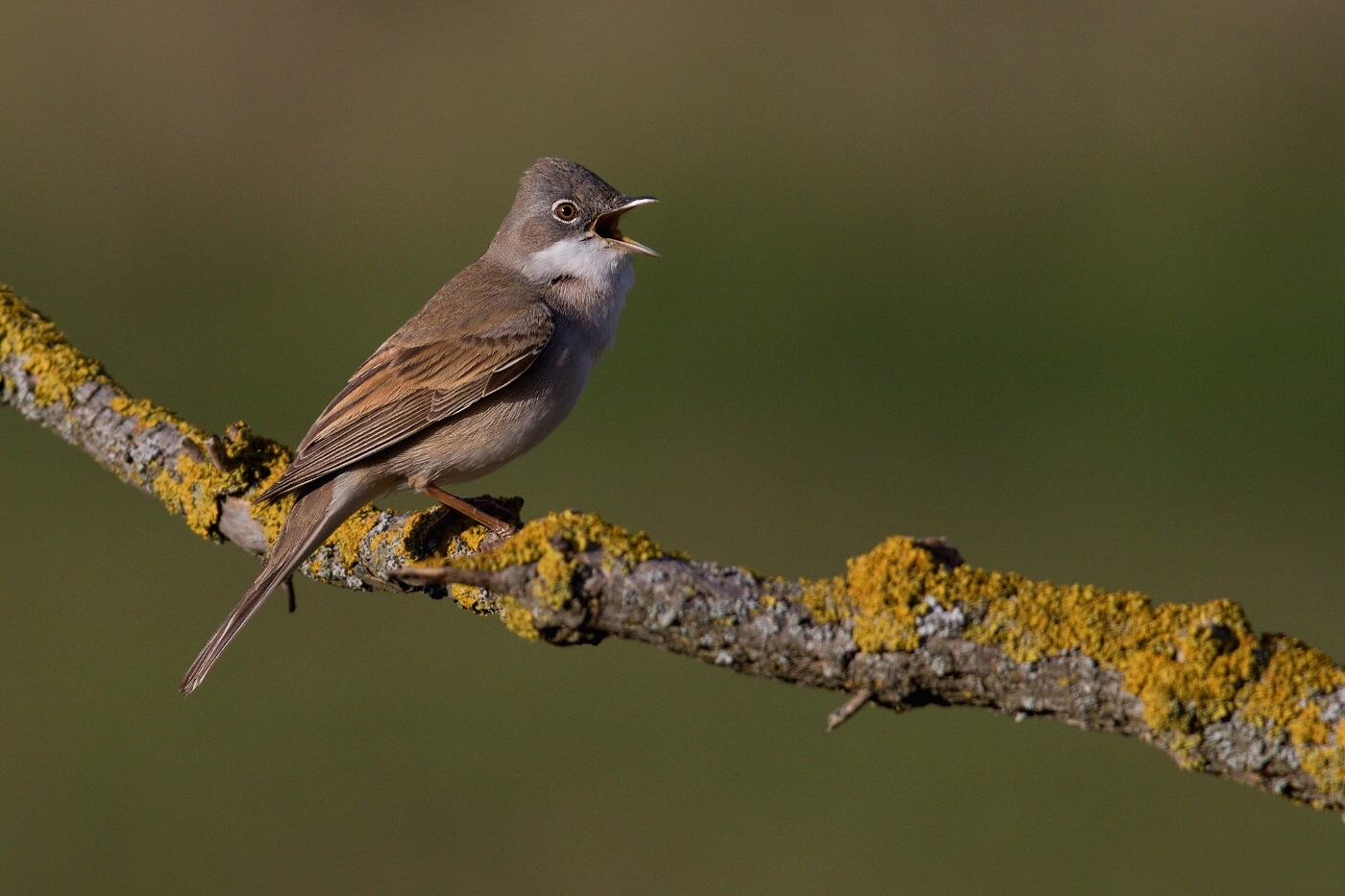 Pěnice hnědokřídlá  ( Sylvia communis )